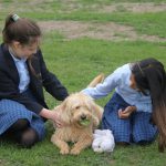 Two school girls in uniforms playing with Saffy the miniature Labradoodle one of the school dogs on a grass field