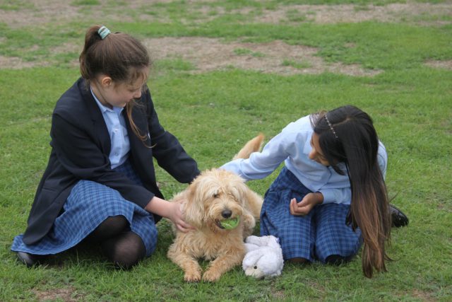 Two school girls in uniforms playing with Saffy the miniature Labradoodle one of the school dogs on a grass field